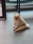 예쁨줄개