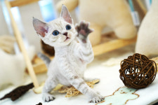 강남고양이분양 스타돌스