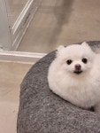 한남메이펫
