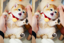 강남고양이분양 스타돌스