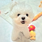 해피댕댕페인팅