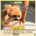 해피댕댕페인팅