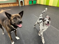 디오네 도그케어 애견 유치원&호텔