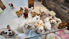 윤앤퍼피 애견유치원&애견호텔&애견훈련