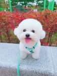 이쁘개 애견미용 애견호텔