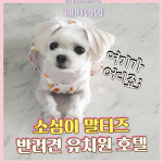 해피댕댕페인팅