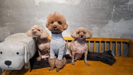 윤앤퍼피 강남본점