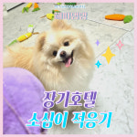 해피댕댕페인팅