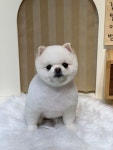 펫살롱 토비몰리