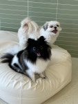유앤퍼피