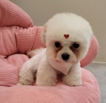 콩돌이네애견샵