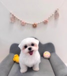 앤더독 반려견미용실