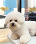 배곧 일리오애견미용