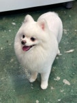 라비쉬독