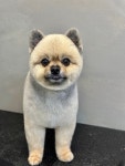 라비쉬독