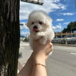 광주강아지분양 블랑펫