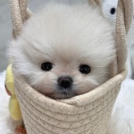 광주강아지분양 블랑펫