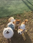 그로운반려견유치원