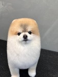 라비쉬독