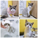 고양이미용호텔 캣츠앤