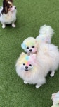 헬로우버디 광교점