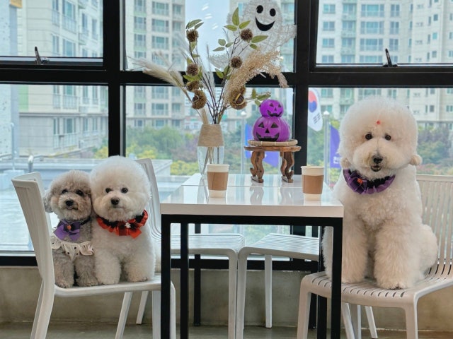 꽃분이네애견카페