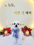 파파펫살롱