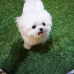 테일러퍼피 김해점