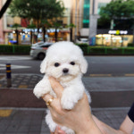 테일러퍼피 김해점