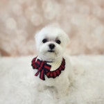 예쁘댕 오창