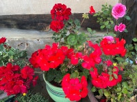 낙안읍성 별감집민박