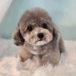 까까오도그 파주운정점