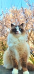 솔빈마루 고양이카페