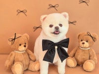 순수하개