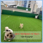 멍머니 2호점 , 애견호텔 , 애견유치원
