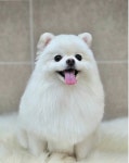 견미소
