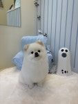 멜로우퍼피