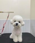 헬로우버디 그루밍센터 분당점