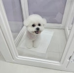 하늘펫살롱