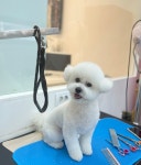 팡앤뭉치 애견미용실