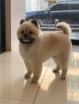 그루밍공화국