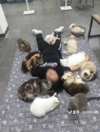 고양이기숙사