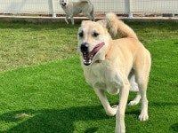 하우에버 포우에버 애견유치원&애견용품