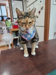 일죽종합동물병원