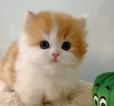 천안고양이분양 퍼스트캣 본점