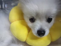 제주오름동물병원