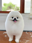 댕댕이발소