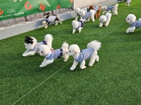 반려견학교 모두모여댕댕 모모댕댕 스쿨