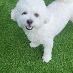 옐레드 애견유치원&애견호텔 대전노은점