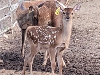 도마사슴건강식품